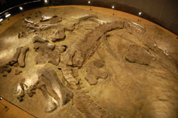県立恐竜博物館カマラサウルス