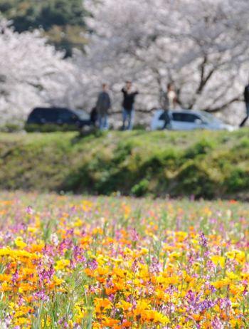 すべての美しい花の画像 ベスト50 3月 花畑