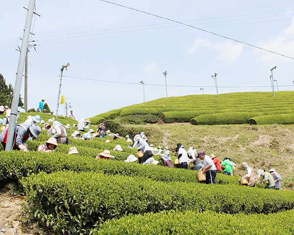 朝宮の茶畑