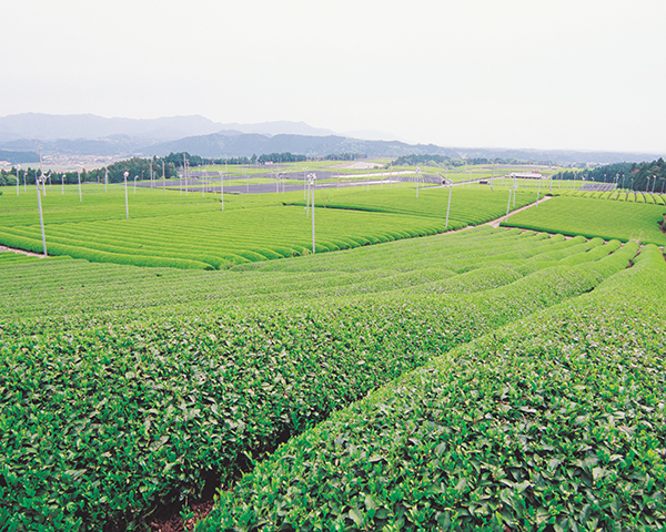 土山の茶畑