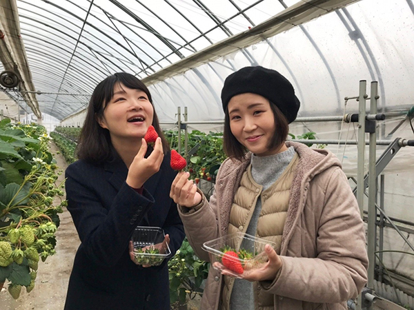 フルーツ王国あわら