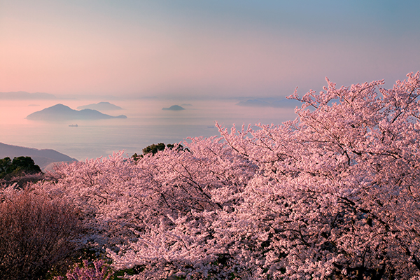 三豊市の紫雲出山の桜