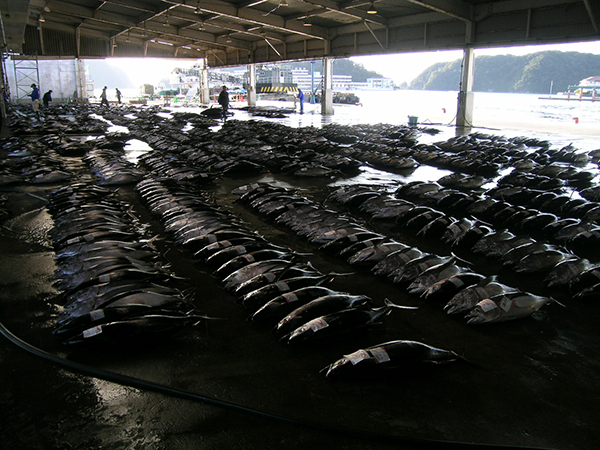 那智勝浦漁港には生マグロ