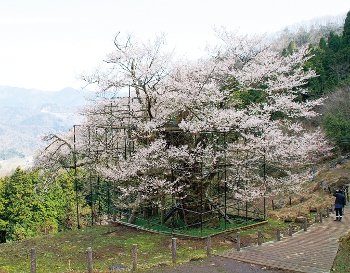 樽見の大桜